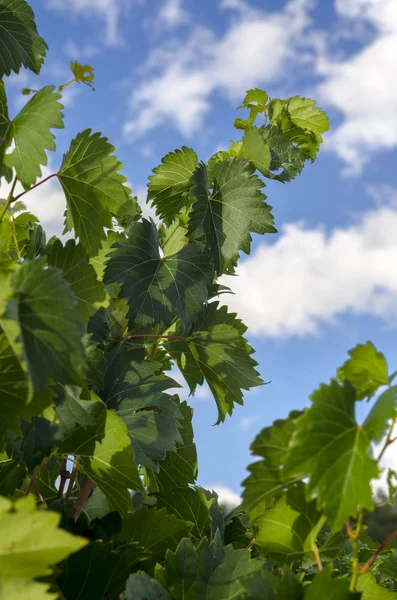 Folhas de uma vinha — Fotografia de Stock