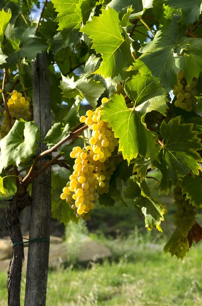 Vineyard — Stock Photo, Image