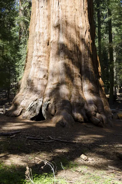 Sequoia v parku sequoia national park — Stock fotografie