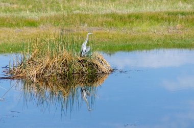 bryce canyon, balıkçıl