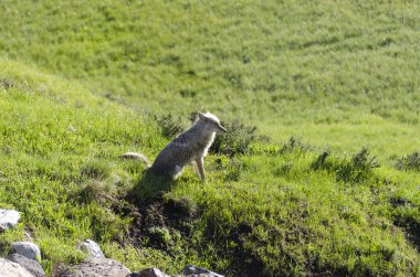yellowstone yılında çakal