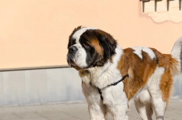 Saint bernard σκύλος — Φωτογραφία Αρχείου