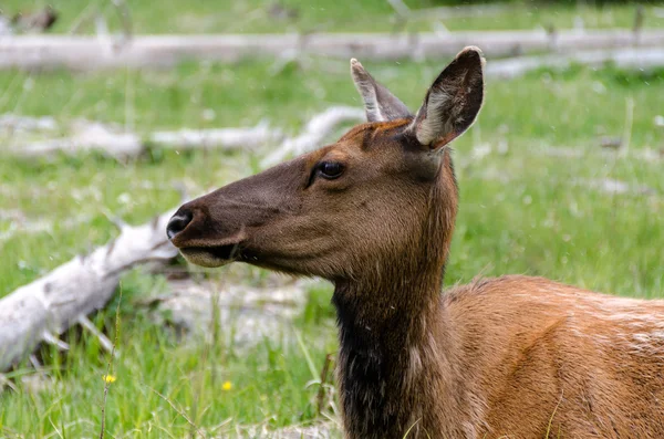 Jeleń w yellowstone — Zdjęcie stockowe