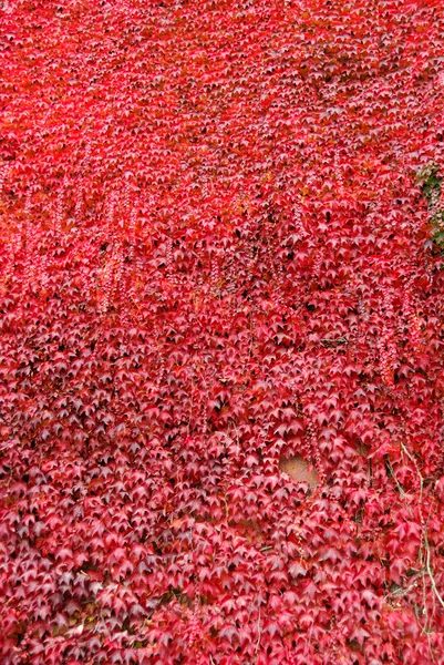 Virginia creeper — Stock Photo, Image