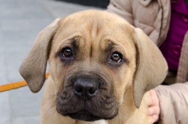 Corso köpek yavrusu