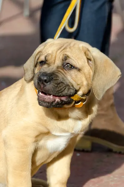 Cão-cachorro Corso — Fotografia de Stock