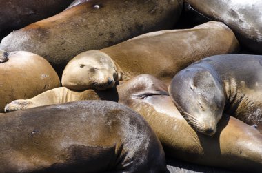 san Francisco mühürler