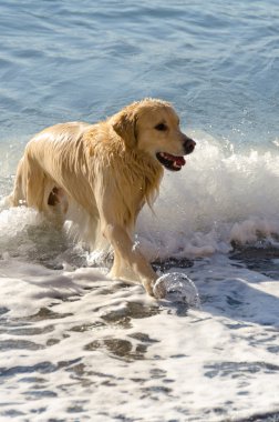 Golden Retriever