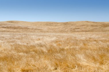 Çimen ve Gökyüzü