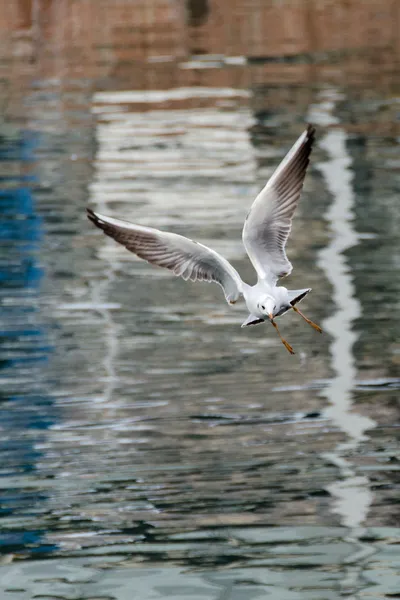 Seagull in flight — Stock Photo, Image