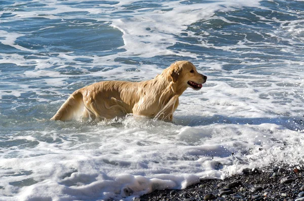 Labrador en el mar —  Fotos de Stock