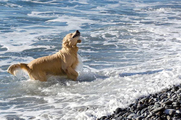 Labrador en el mar — Foto de Stock