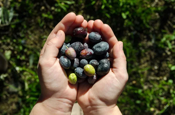 Mains d'un enfant aux olives — Photo
