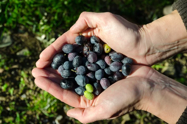 Mains d'un enfant aux olives — Photo