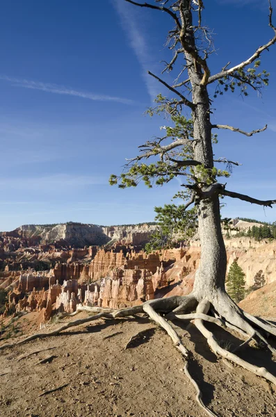 Bryce Canyon — Stock Photo, Image