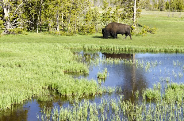 Bisonte en Yellowstone —  Fotos de Stock