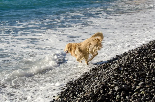 Golden Retriever en el mar — Foto de Stock
