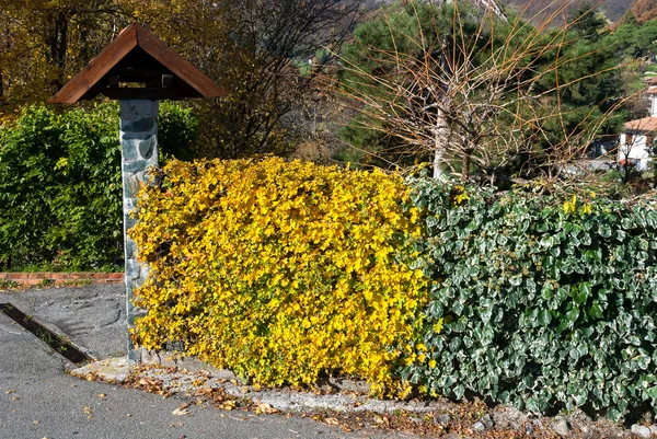 Hedge gult och grönt — Stockfoto