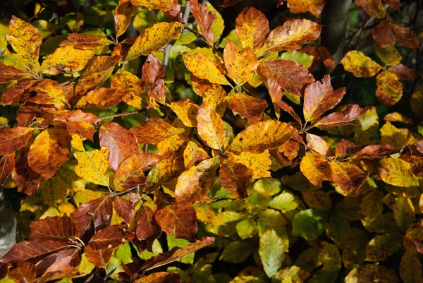 Forest in autumn — Stock Photo, Image