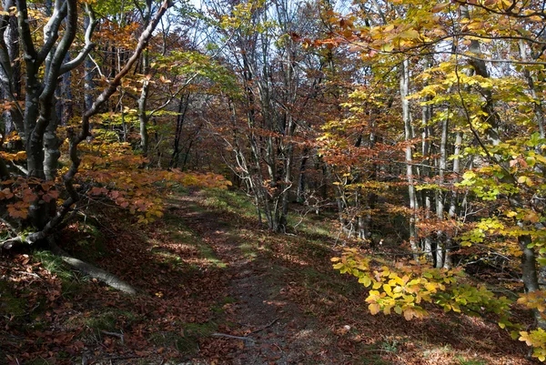 Wald im Herbst — Stockfoto