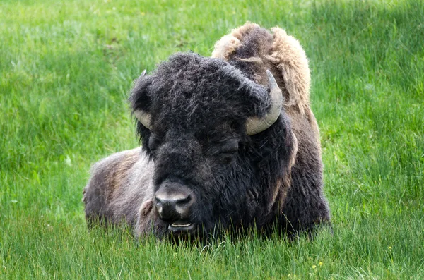 Bison στο yellowstone — Φωτογραφία Αρχείου