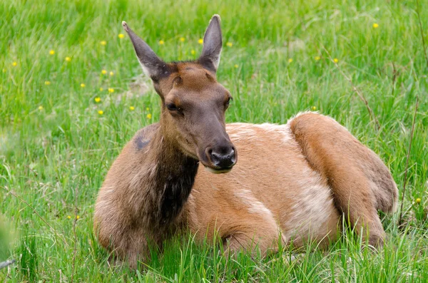 イエローストーンの鹿 — ストック写真