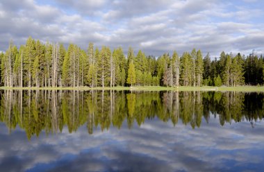 yellowstone Gölü ağaçta