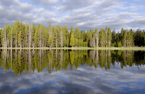 Stromy na jezeře yellowstone — Stock fotografie
