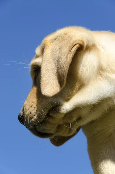Cachorro labrador —  Fotos de Stock