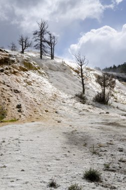 Yellowstone'da mamut hot springs