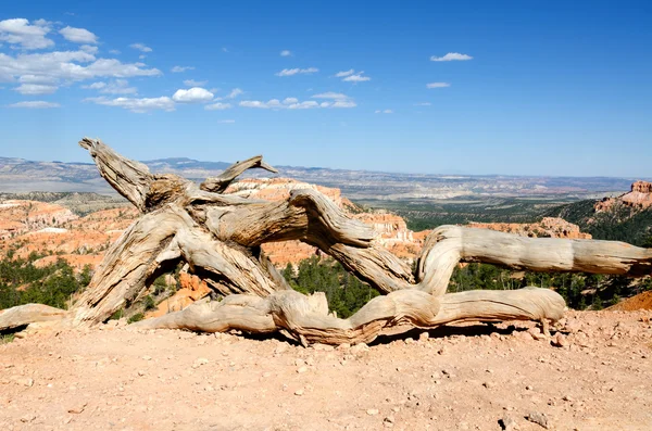 Droge boom in bryce canyon — Stockfoto