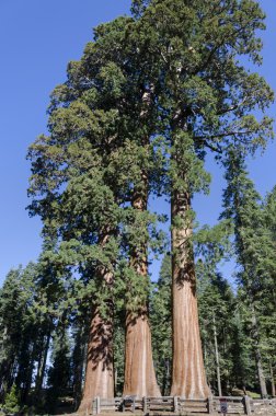 Üç redwoods