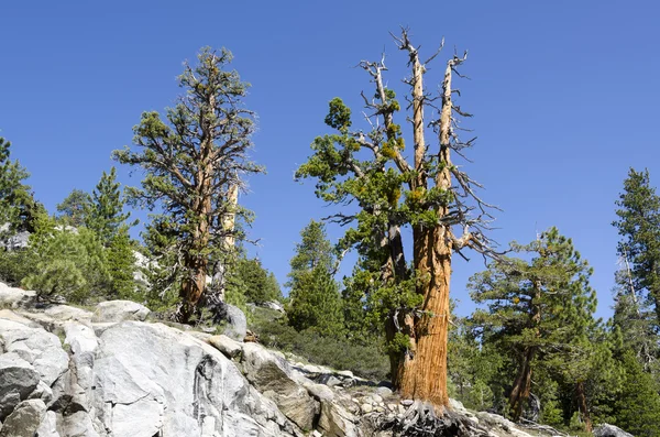 Albero sulle rocce a Yosemite — Foto Stock