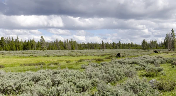 Vista general con bisonte en Yellowstone — Foto de Stock