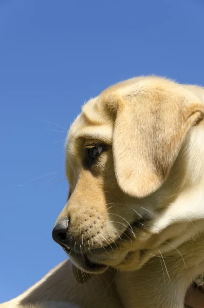 Labrador hundvalp — Stockfoto