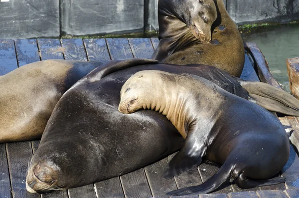 Leones del Mar en San Francisco — Foto de Stock