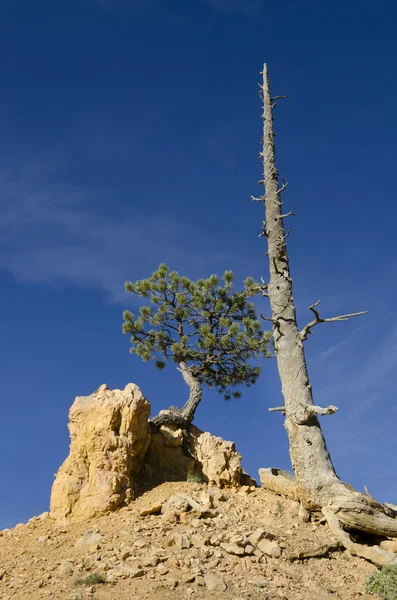 Dry tree in Bryce Canyon — Stock Photo, Image