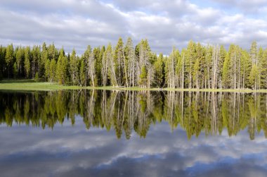 çam ağaçları yellowstone Gölü