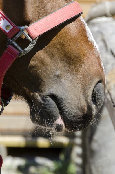 Cavallo — Foto Stock