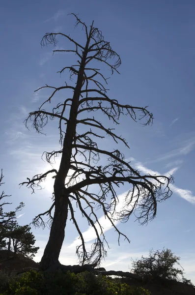 Árbol en Bryce Canyon — Foto de Stock