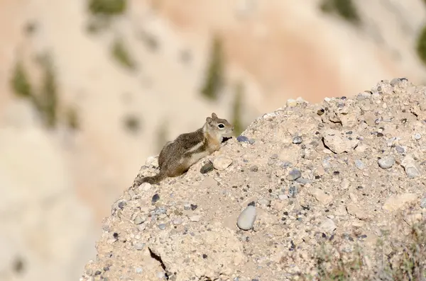 Écureuil dans Bryce Canyon — Photo