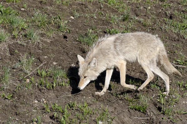 Coyotes en Yellowstone — Photo