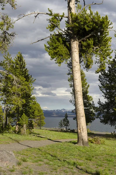 Puu Yellowstonessa — kuvapankkivalokuva