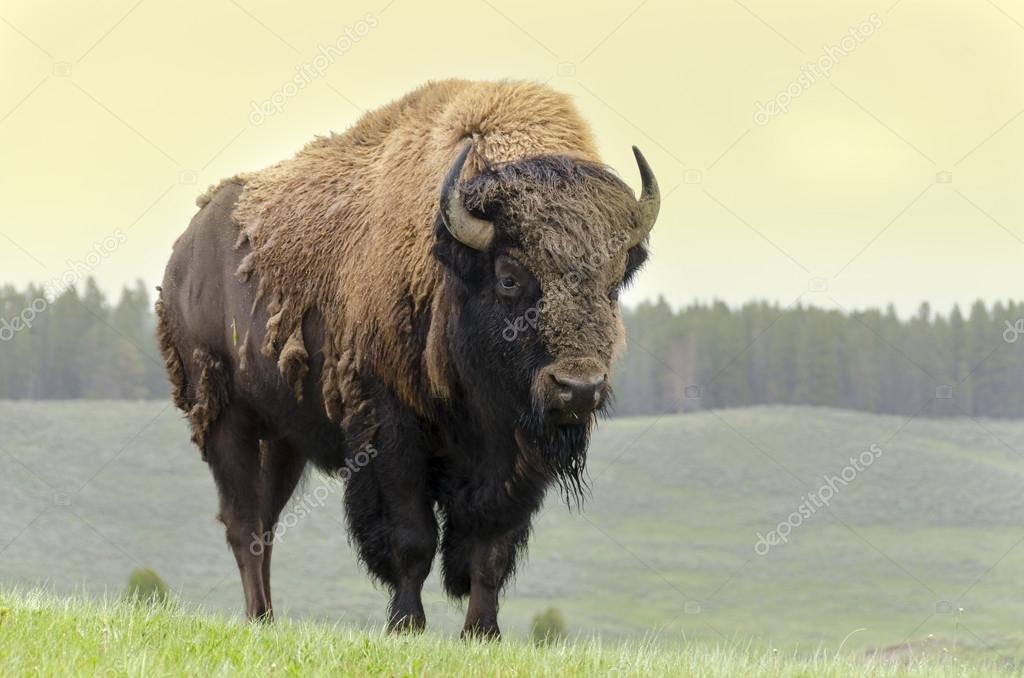 Bison