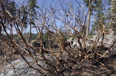 yosemite yanık ağaç