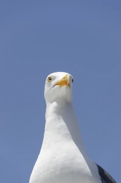 Seagull in San Francisco — Stockfoto