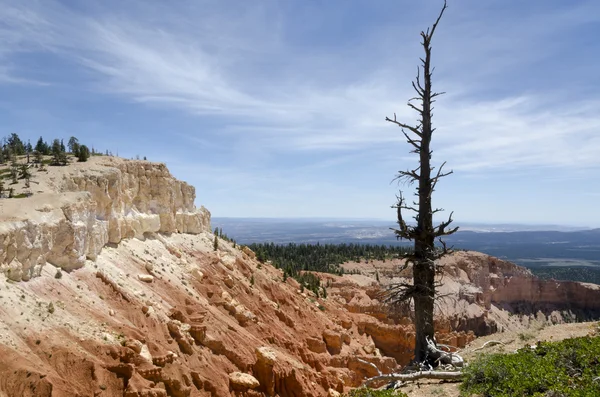 Bryce Canyon in Utah — Stock Photo, Image