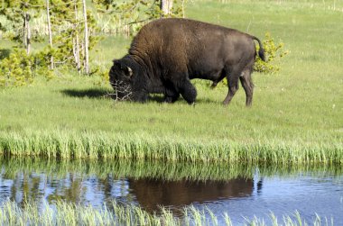 bizon yellowstone natinal Park