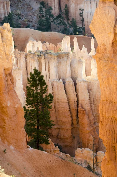 Árbol en Bryce Canyon — Foto de Stock