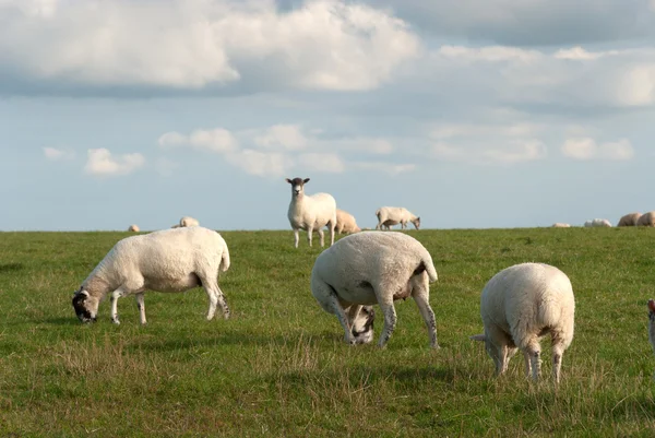 Owce w Kornwalii — Zdjęcie stockowe